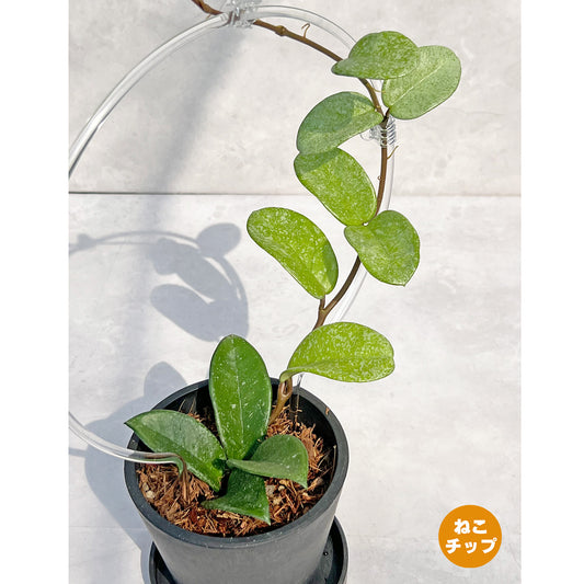 【現品販売】Hoya Carnosa Nova Ghost ホヤ カルノーサ ノバ ゴースト 希少 レア BLACK PLASTIC POT 4号 ねこチップ