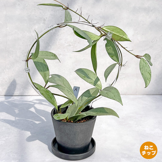 【現品販売】ホヤ プビカリクス シルバーゴースト Hoya Pubicalyx silver ghost  希少 レア  BLACK PLASTIC POT 4号 ねこチップ クリア トレリス 支柱 A