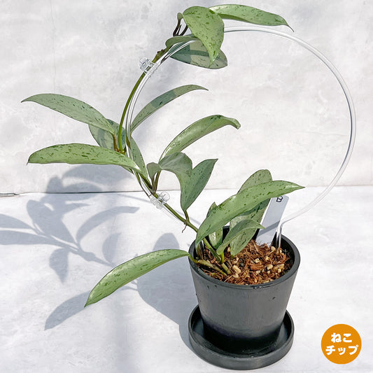 【現品販売】ホヤ プビカリクス シルバーゴースト Hoya Pubicalyx silver ghost  希少 レア  BLACK PLASTIC POT 4号 ねこチップ クリア トレリス 支柱 B
