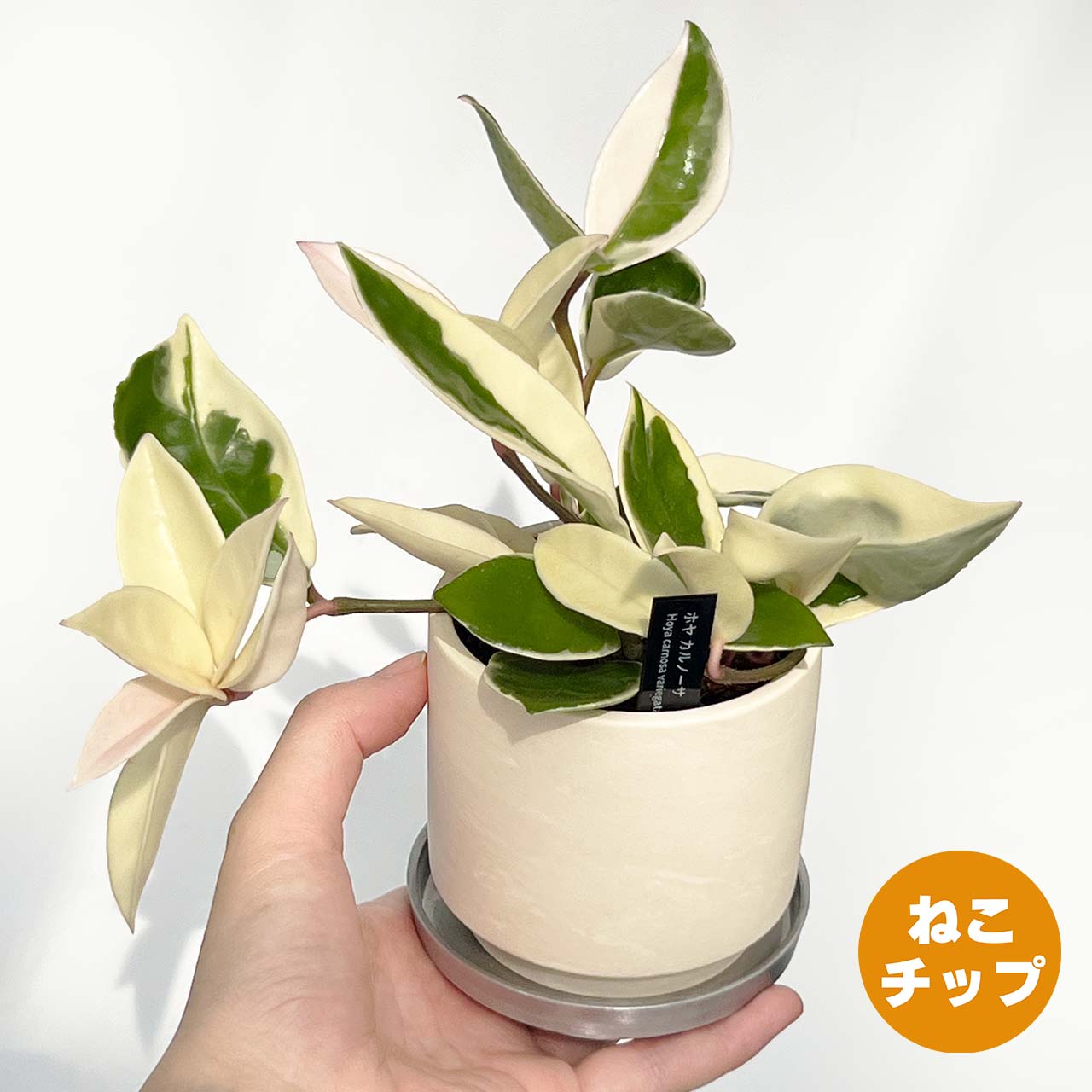 【現品販売】ホヤ カルノーサ 3号 SOIL POT 水ゴテ 陶器鉢 アルミ 受け皿 ねこチップ