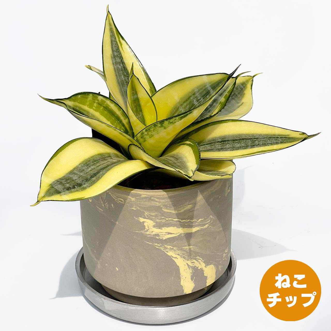 【現品販売】サンスベリア ゴールデン ハニー 3号 SOIL POT 水ゴテ 陶器鉢 アルミ 受け皿 ねこチップ