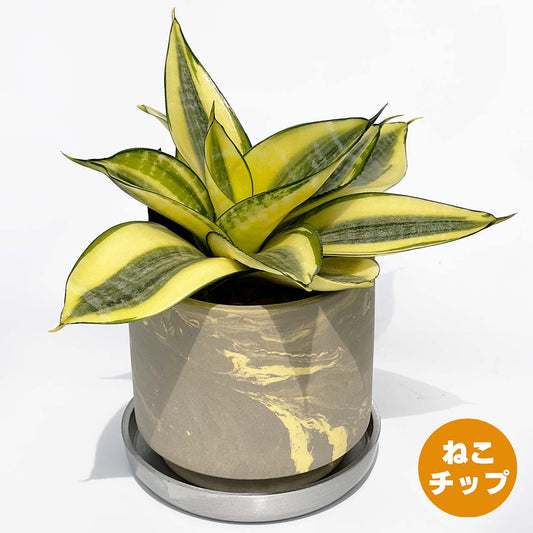 【現品販売】サンスベリア ゴールデン ハニー 3号 SOIL POT 水ゴテ 陶器鉢 アルミ 受け皿 ねこチップ