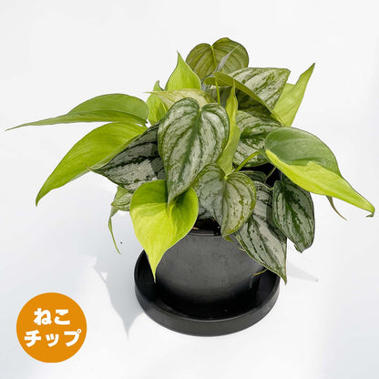 【現品販売】フィロデンドロンブラジル×ブランディアナム MIX POT ねこチップ 4号 BLACK PLASTIC POT 12cm×10cm 黒 プラ鉢