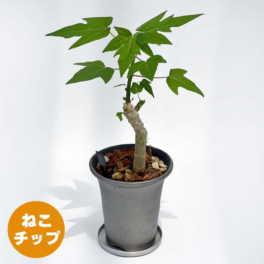 【現品販売】パパイヤの木 3号 SMOKED PLANTER 陶器鉢 アルミ 受け皿 ねこチップ