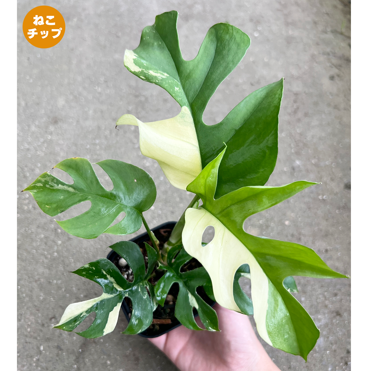 現品植物 – inakougei