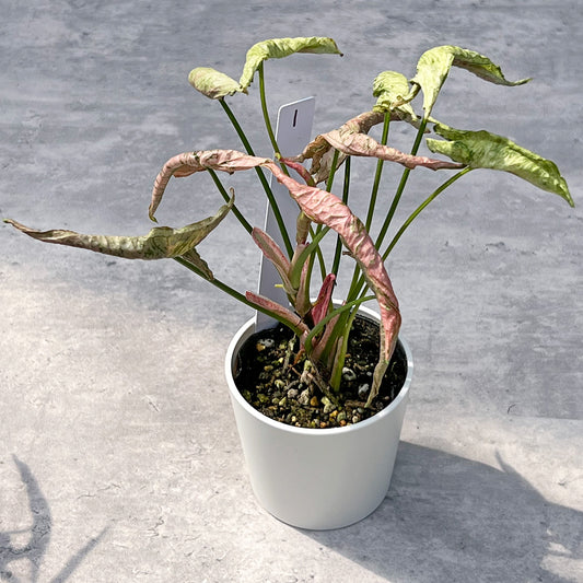 【現品販売】シンゴニウム ピンクローリー Syngonium Pink Rolli 希少 レア 直径8cm鉢 1