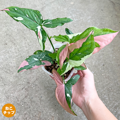 現品販売】シンゴニウム レッドスポットトリカラー 透明鉢 ネガミエル 現品販売】シンゴニウム レッドスポットトリカラー 透明鉢 ネガミエル