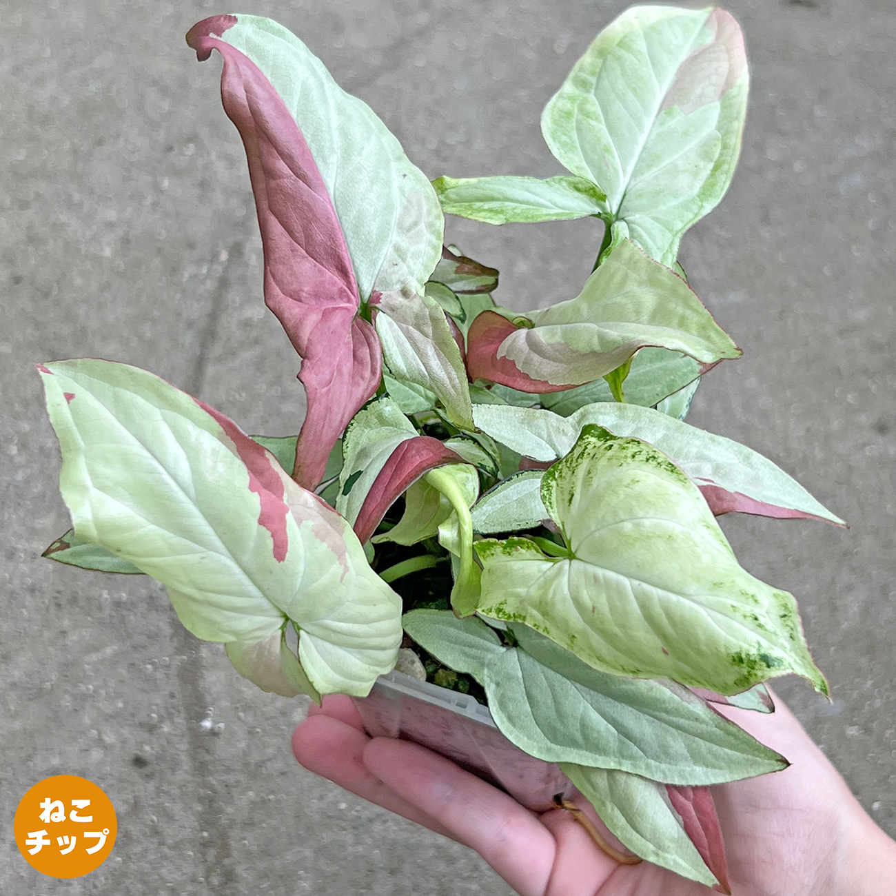 現品植物 – inakougei