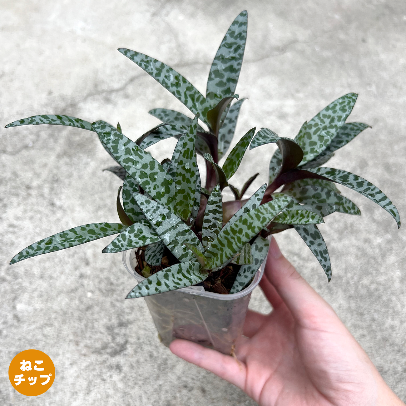 その他観葉植物 Nao ds588522.jpg