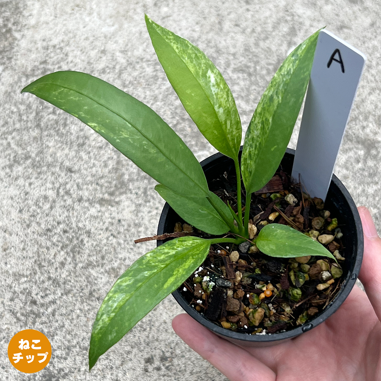 その他観葉植物 Nao Yahoo!オークション -「(nao)」(観葉植物) の落札相場・落札価格