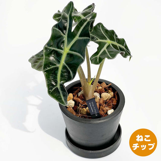 【現品販売】アロカシア アマゾニカ 3号 BLACK PLASTIC POT 10cm×8cm 黒 プラ鉢 ねこチップ