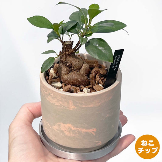 【現品販売】ガジュマルの木 3号 SOIL POT 水ゴテ 陶器鉢 アルミ 受け皿 ねこチップ