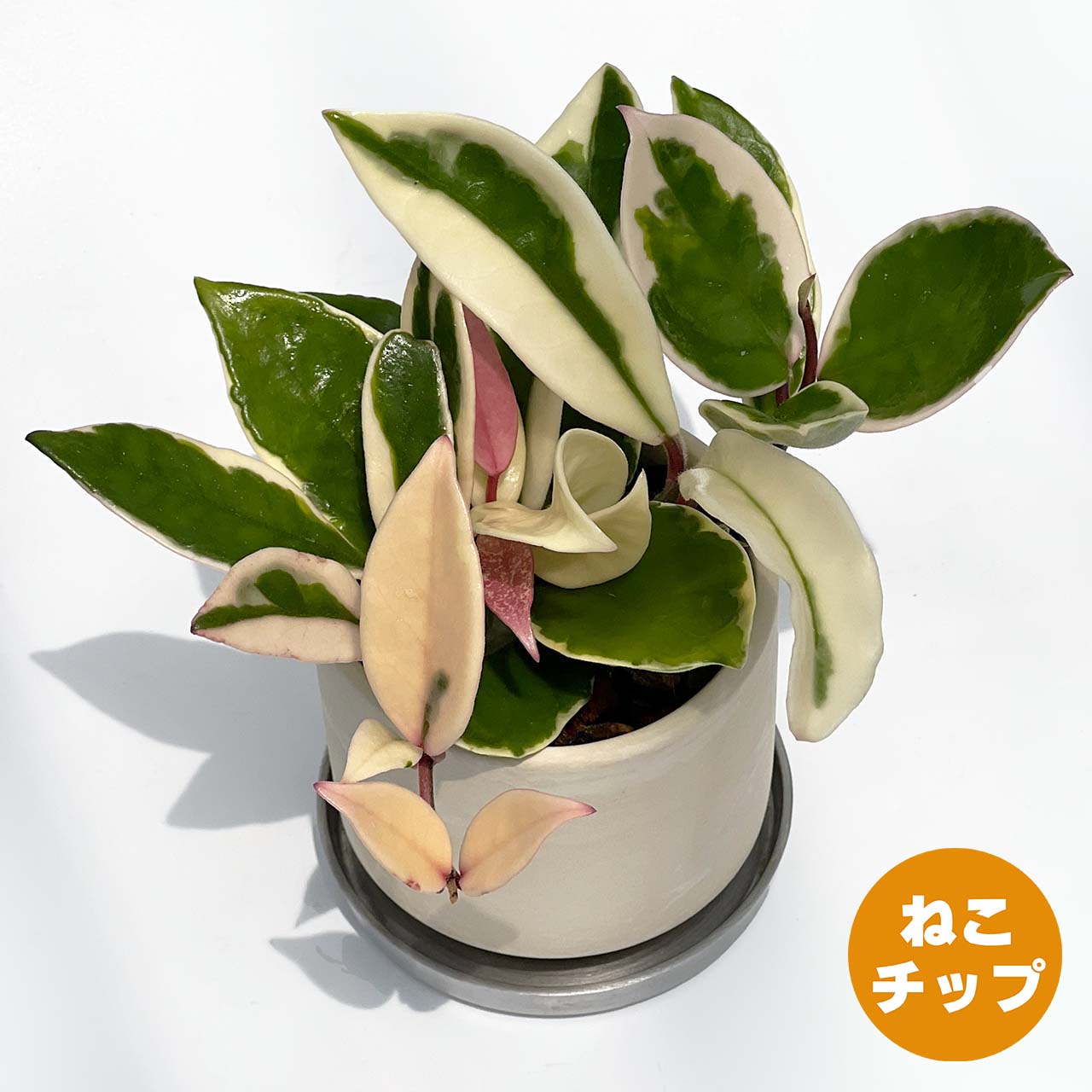 【現品販売】ホヤ カルノーサ 3号 SOIL POT 水ゴテ 陶器鉢 アルミ 受け皿 ねこチップ