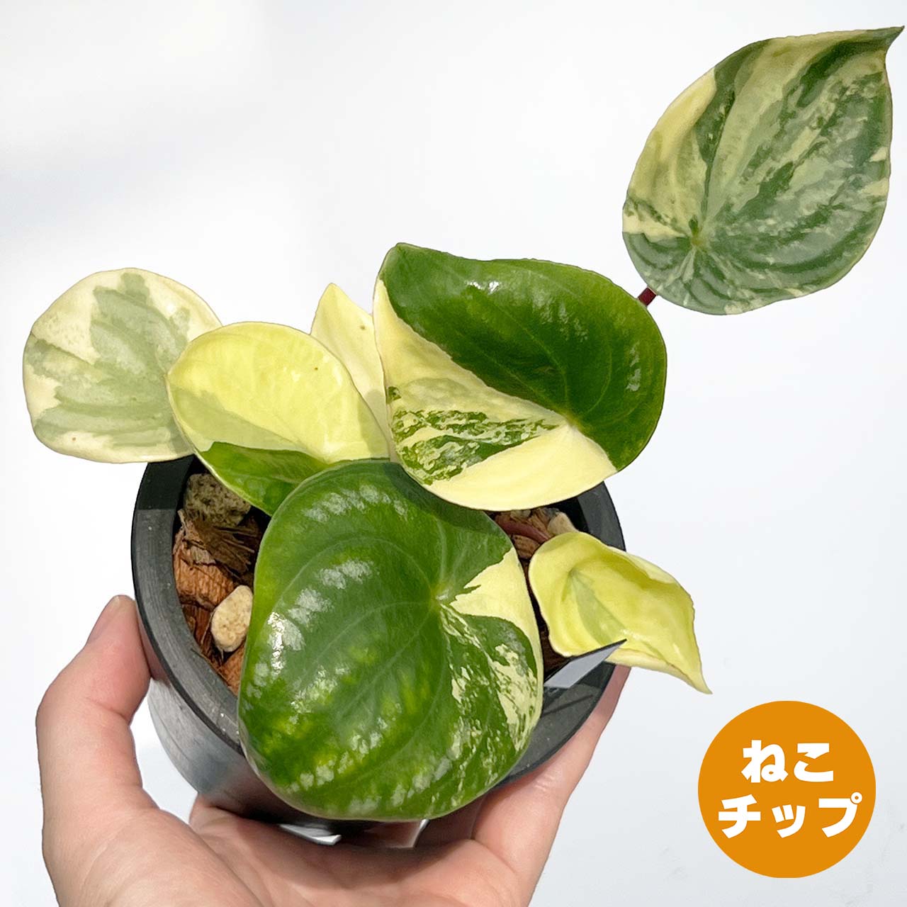 【現品販売】ペペロミア サンデルシー（スイカぺぺ）斑入り 3号 プラスチック鉢 BLACK PLASTIC POT ねこチップ