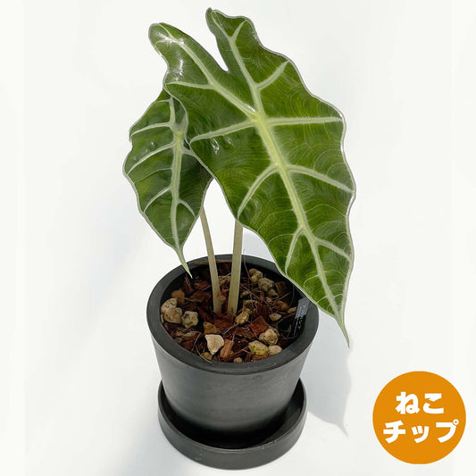 【現品販売】アロカシア アマゾニカ 3号 プラスチック鉢 BLACK PLASTIC POT ねこチップ