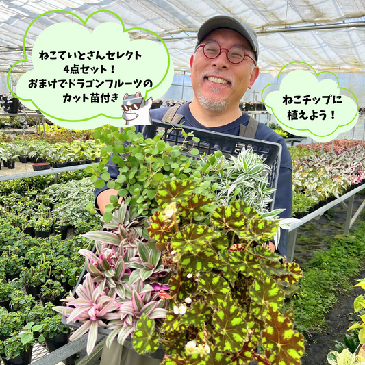 【現品販売】ねこていとさんセレクト4点セット！ベゴニアタイガー ムラサキオモト 錦笹 ワイヤープランツ ドラゴンフルーツカット苗付き 6