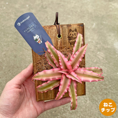 【現品販売】クリプタンサス ピンクスター 板付け ねこのふわふわEX ねこの着生板