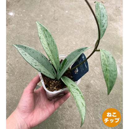 【現品販売】ホヤ プビカリクス シルバーゴースト Hoya Pubicalyx silver ghost 希少 レア ねこチップ