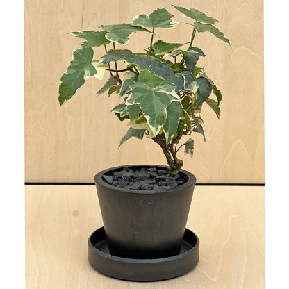 【現品販売】へデラ ミニ盆栽仕立て 2.5号 BLACK PLASTIC POT 受け皿付き