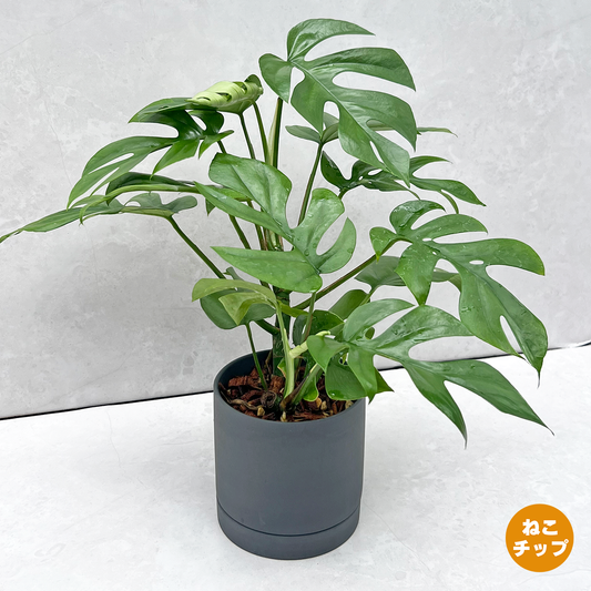 現品植物 – inakougei