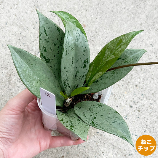 【現品販売】ホヤ プビカリクス シルバーゴースト Hoya Pubicalyx silver ghost 希少 レア ねこチップ 2