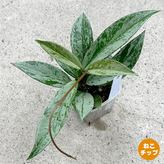 【現品販売】ホヤ プビカリクス シルバーゴースト Hoya Pubicalyx silver ghost 希少 レア ねこチップ 3