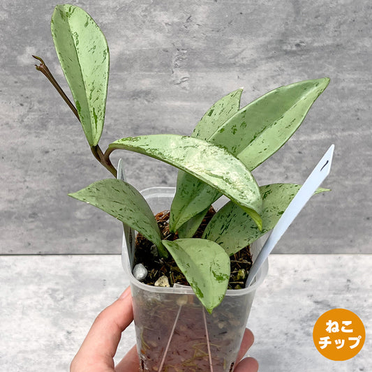 【現品販売】ホヤ プビカリクス シルバーゴースト Hoya Pubicalyx silver ghost 希少 レア ねこチップ 1