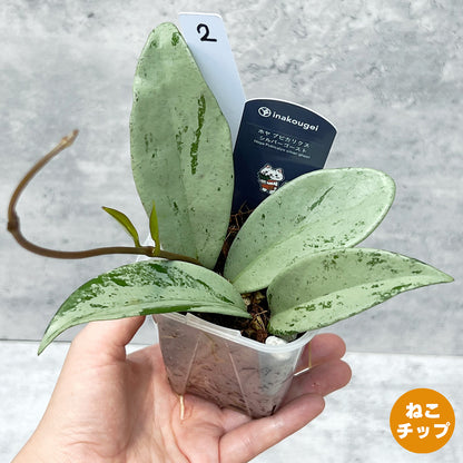 【現品販売】ホヤ プビカリクス シルバーゴースト Hoya Pubicalyx silver ghost 希少 レア ねこチップ 2