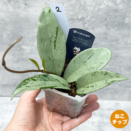 【現品販売】ホヤ プビカリクス シルバーゴースト Hoya Pubicalyx silver ghost 希少 レア ねこチップ 2