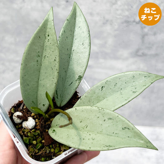 【現品販売】ホヤ プビカリクス シルバーゴースト Hoya Pubicalyx silver ghost 希少 レア ねこチップ 3