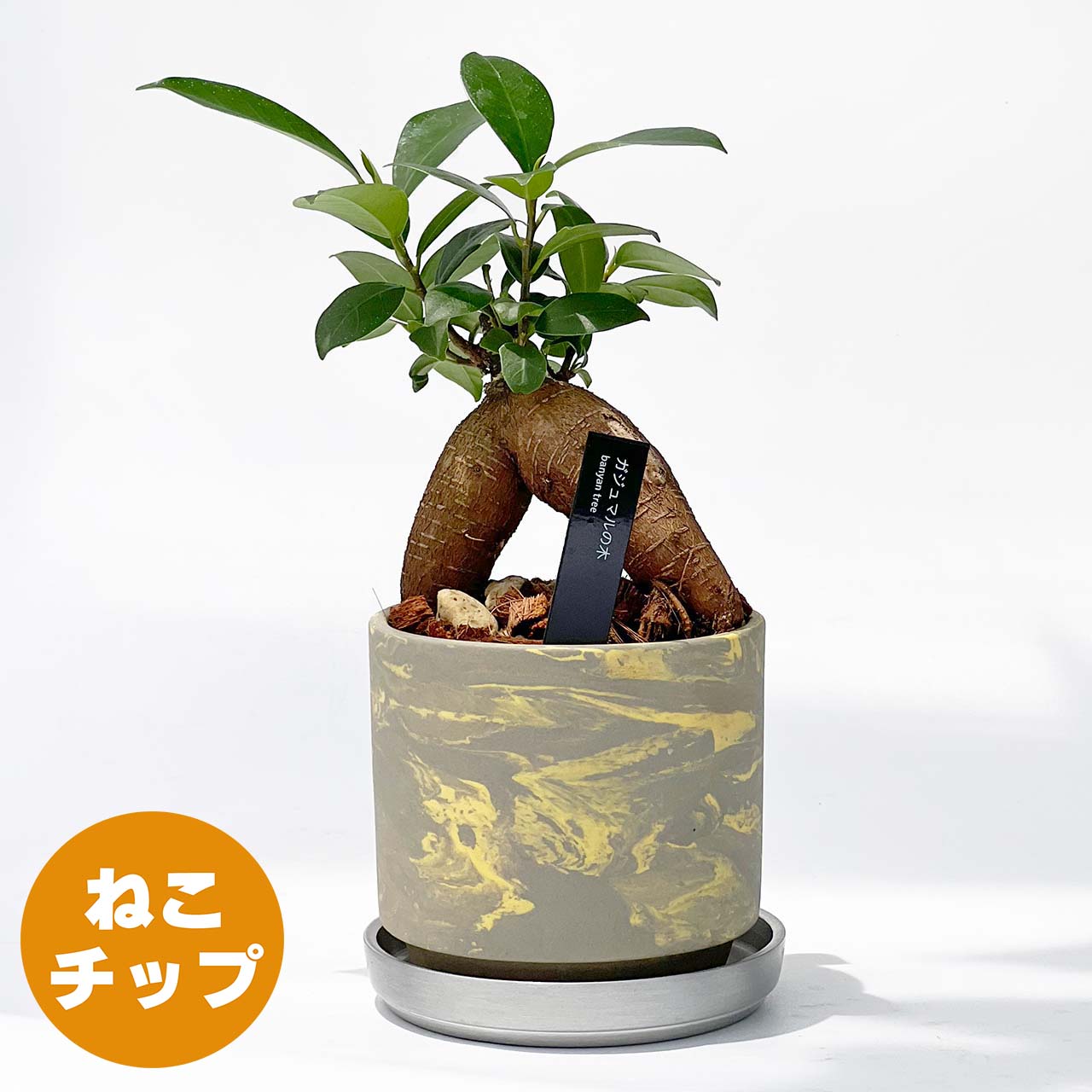 【現品販売】ガジュマルの木 3号 SOIL POT 水ゴテ 陶器鉢 アルミ 受け皿 ねこチップ