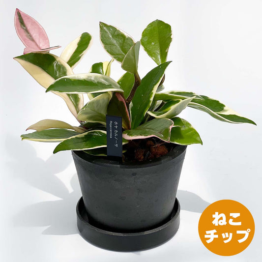 【現品販売】ホヤ カルノーサ 3号 プラスチック鉢 BLACK PLASTIC POT ねこチップ