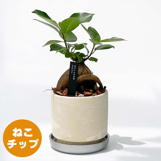 【現品販売】ガジュマルの木 3号 SOIL POT 水ゴテ 陶器鉢 アルミ 受け皿 ねこチップ