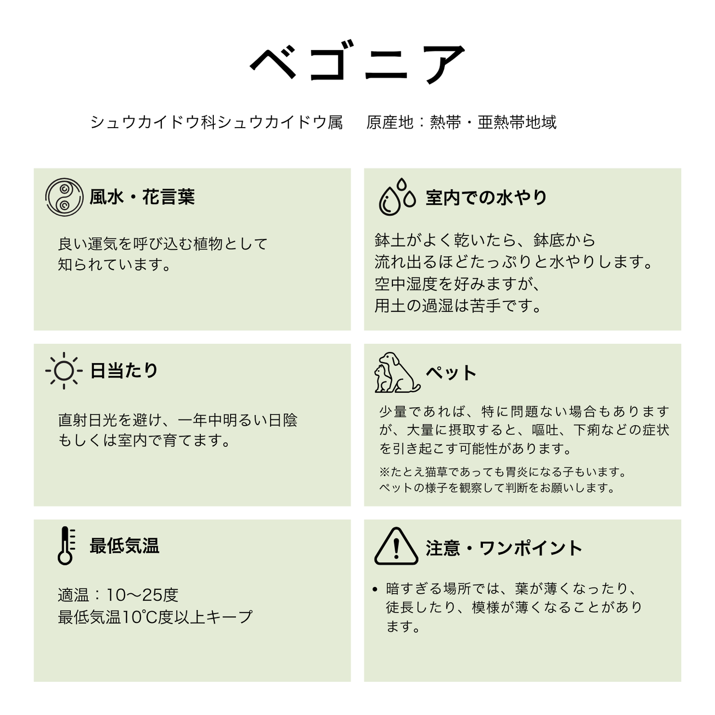 ベゴニア マクラータ