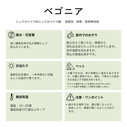 ベゴニア マクラータ