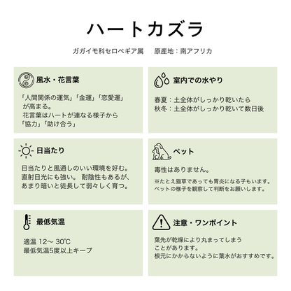 ハートカズラ  15点セット 3号