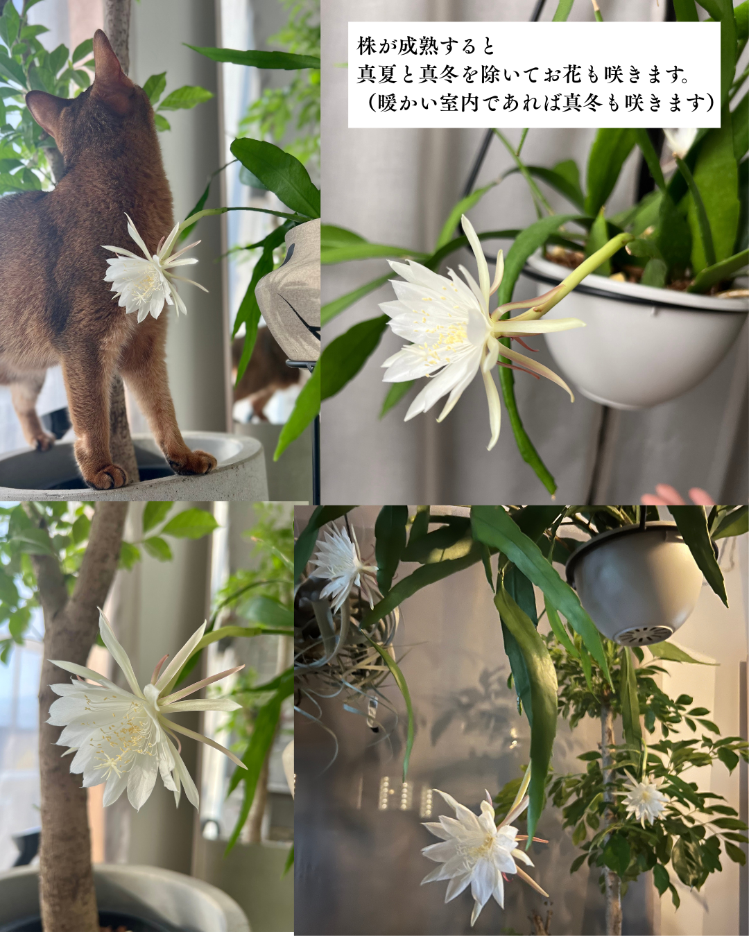 【一点もの】姫月下美人 4号 プラスチック鉢 BLACK PLASTIC POT 受け皿付き 1