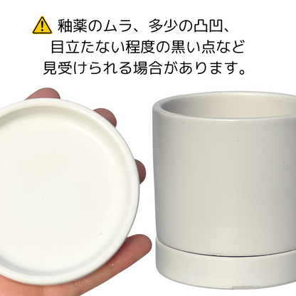 サンスベリア ハニー グリーン