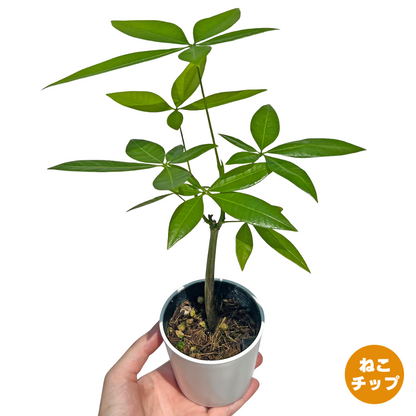 実生パキラ ねこチップ