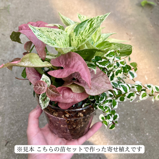 【寄せ植え苗4点セット】　ポトスマーブルクイーン　ハツユキカズラ　シンゴニウムネオン　フィカスプミラ