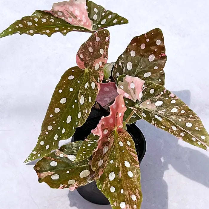 inakougei inakougei