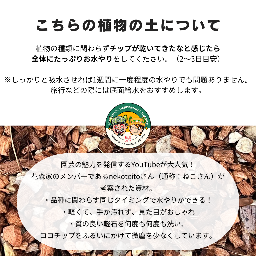 【現品販売】ヒメモンステラ 4号 おしゃれ 陶器鉢 4号 受け皿付き ねこチップ