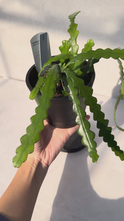 【一点もの販売】【ねこチップ】フィッシュボーンカクタス エピフィルム BLACK PLASTIC POT 4号 受け皿付き 1