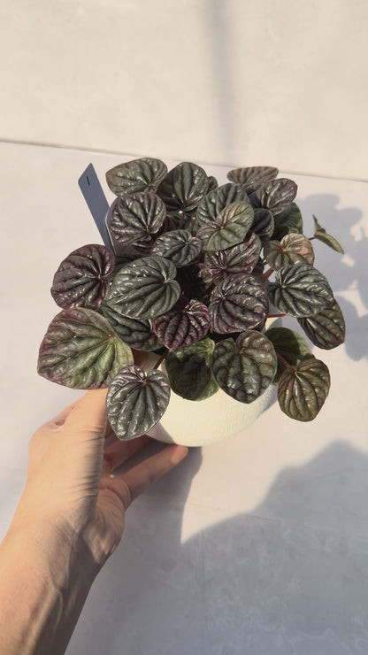 【一点もの販売】ペペロミアカペラータ 4号 陶器鉢カバー 白 1