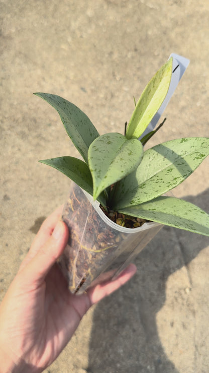 【一点もの販売】【ねこチップ】ホヤ プビカリクス シルバーゴースト Hoya Pubicalyx silver ghost 希少 レア1