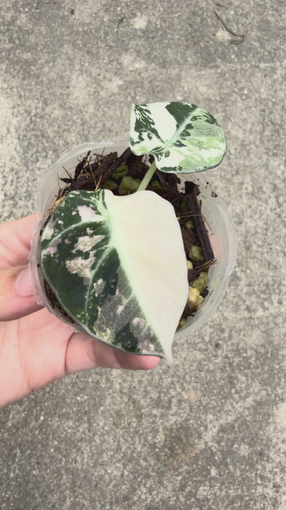 【一点もの販売】【ねこチップ】アロカシア ブラックベルベット ピンク斑入り 2号 組織培養苗 順化済 1