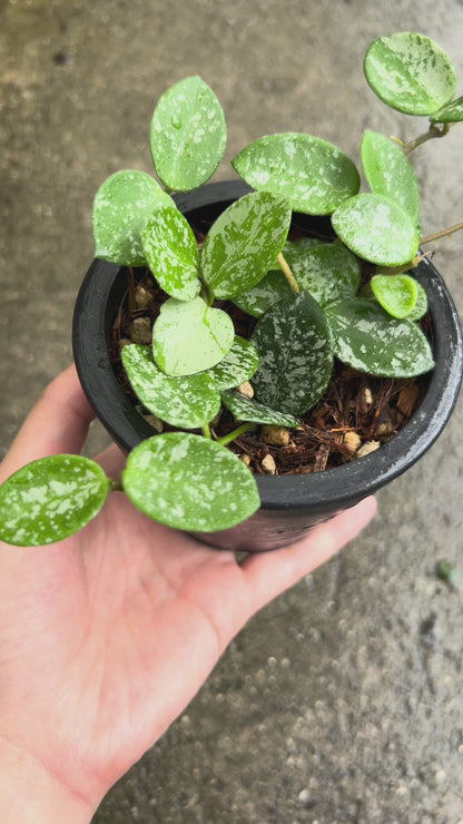 【現品販売】【ねこチップ】ホヤ マチルダ スーパースプラッシュ Hoya Mathilde super splash 3号 BLACK PLASTIC POT 黒 プラ鉢 受け皿付き ねこチップ