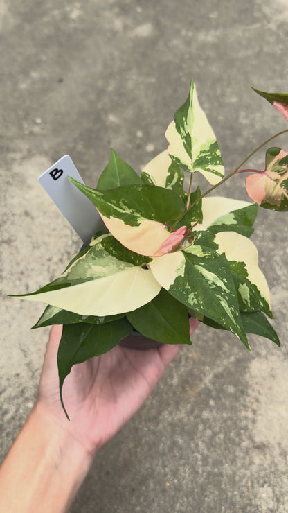 【一点もの販売】ファロピア マルチフローラ 斑入り Fallopia multiflora 'Variegata' 2.5号  B
