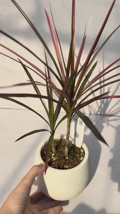 【一点もの販売】ドラセナ コンシンネ レインボー 4号 陶器鉢カバー 白