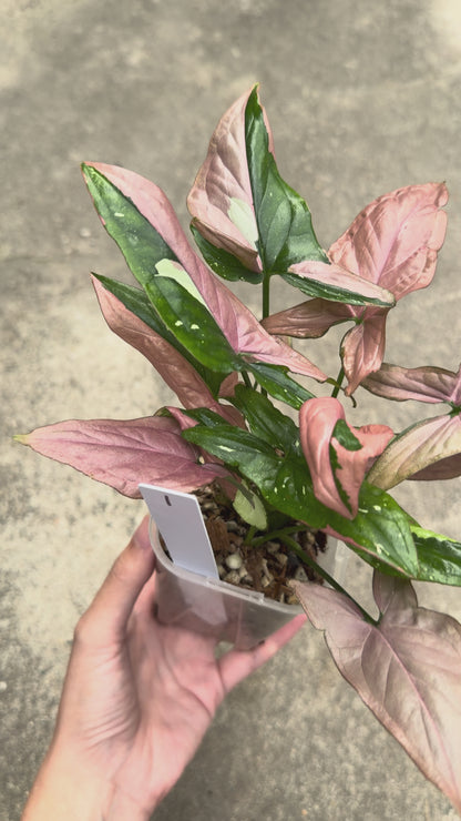 【一点もの販売】【ねこチップ】シンゴニウム レッドスポットトリカラー 透明鉢 ネガミエル ねこチップ 3号 プラ鉢 希少 1